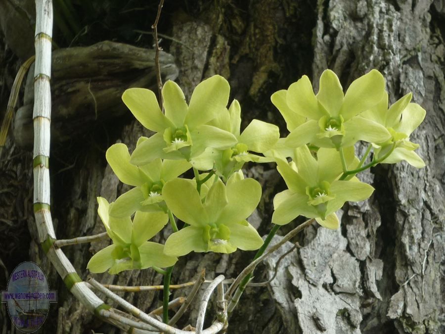 Tropical blooms