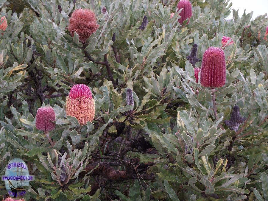 Banksia flowers