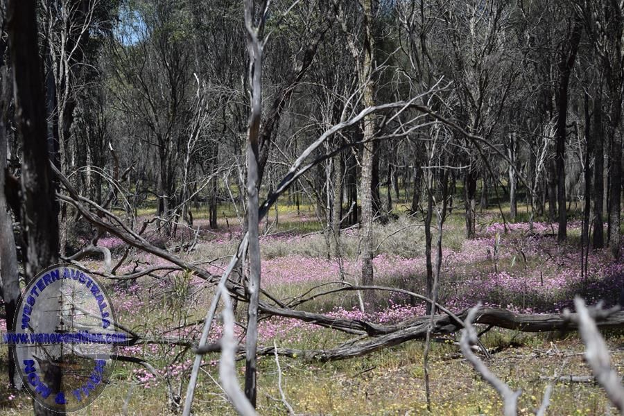 Tutanning Reserve