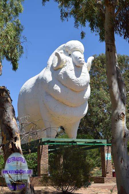 Big Ram - Wagin