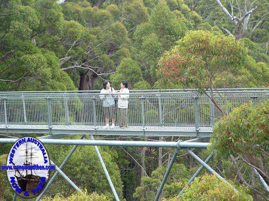 Tree Top Walk - Walpole Nornalup National Park