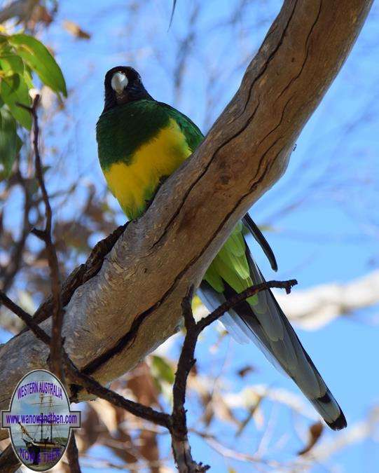 Western ring necked parrot at Wannamal