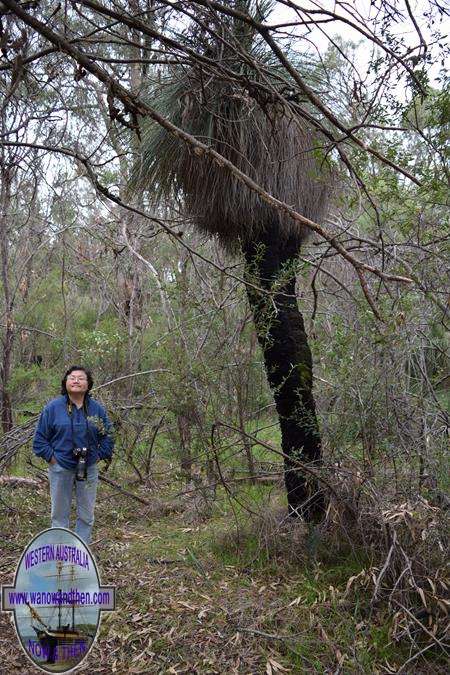 Yanchep NP