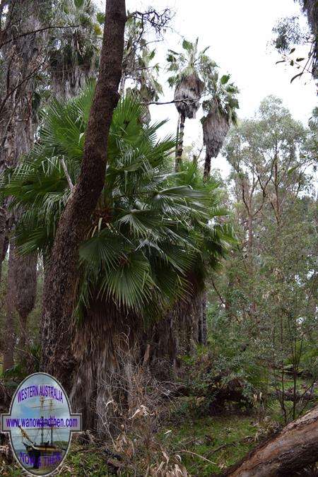 Yanchep NP