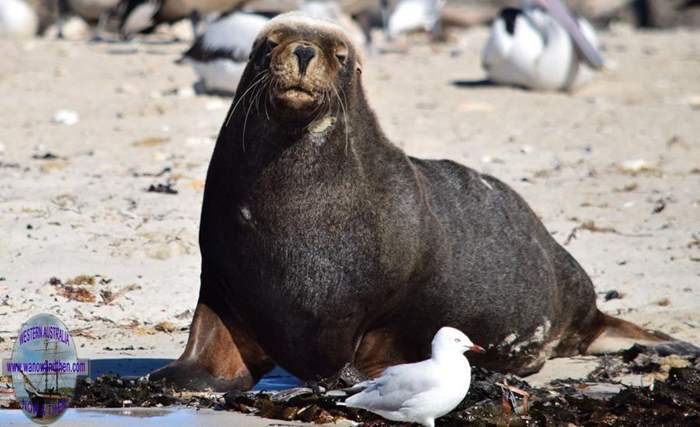 Australian Sea Lion (male)