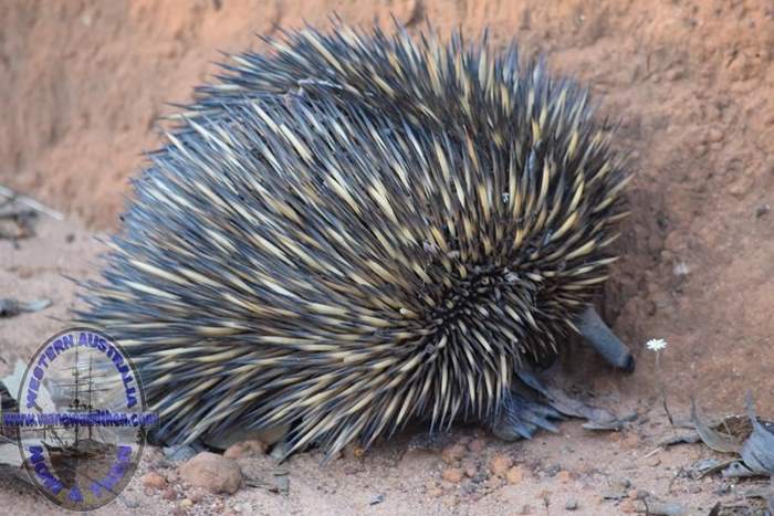 The echidna