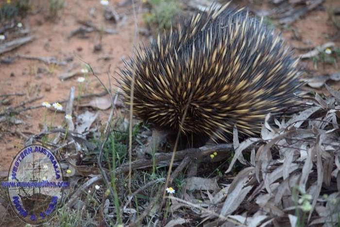 Echidna