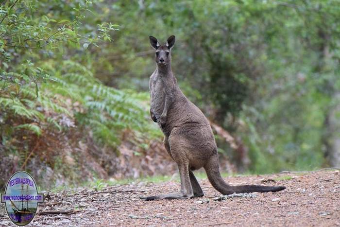 Kangaroo at the Porongurups