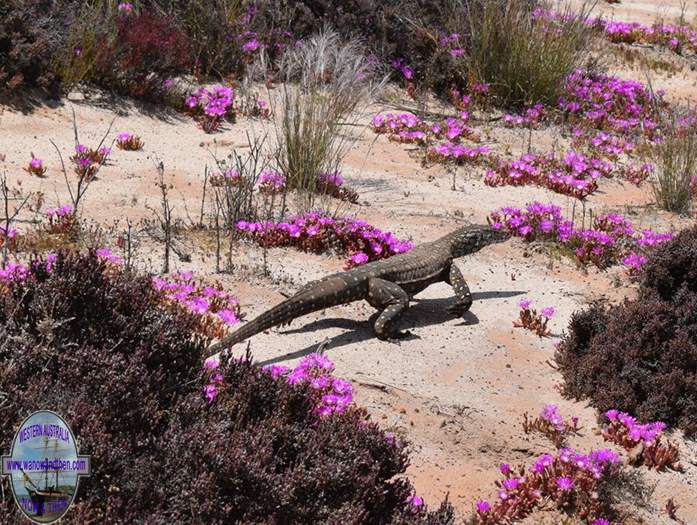 Rudall River National Park