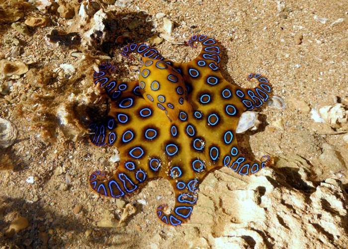 Blue Ringed Octopus