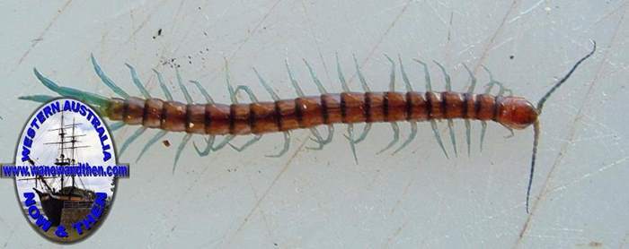 Centipede