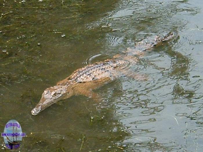 Johnstone River crocodile