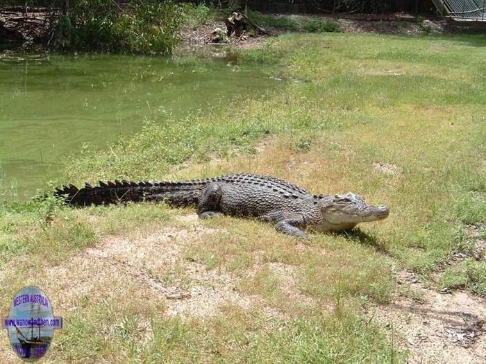 Estuarine crocodile