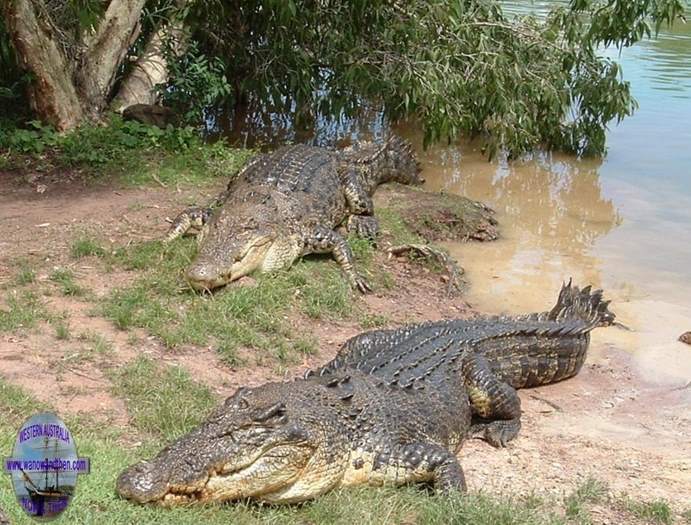 Estuarine crocodile