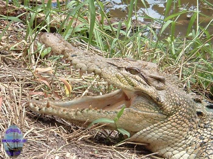 Estuarine crocodile