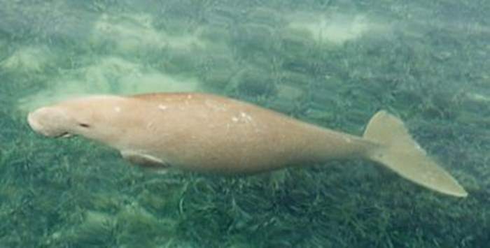 Dugong at Shark Bay (c) Monkey Mia Yacht Charters