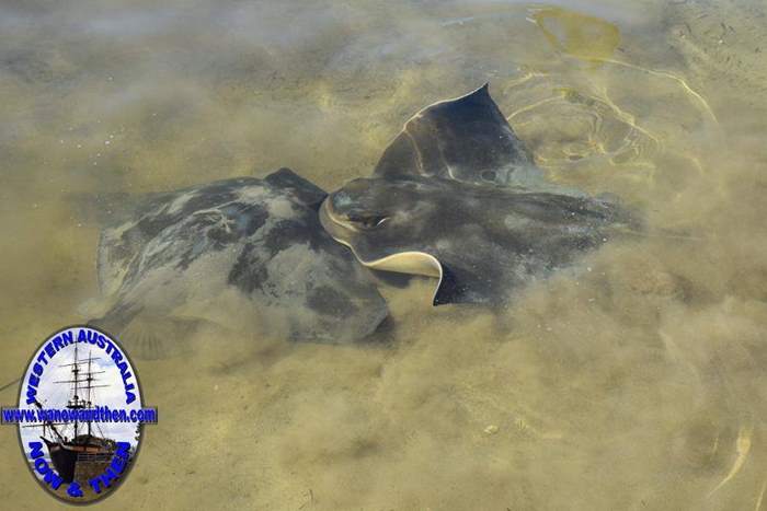 Eagle rays, very gentle and friendly.