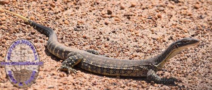 Monitor lizard