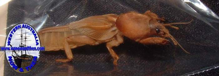 mole cricket