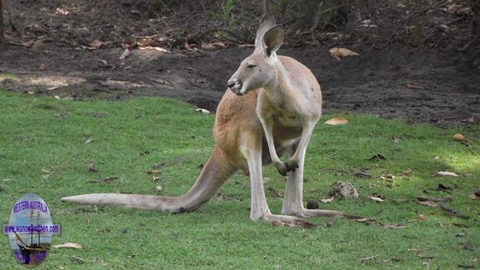 Red Kangaroo