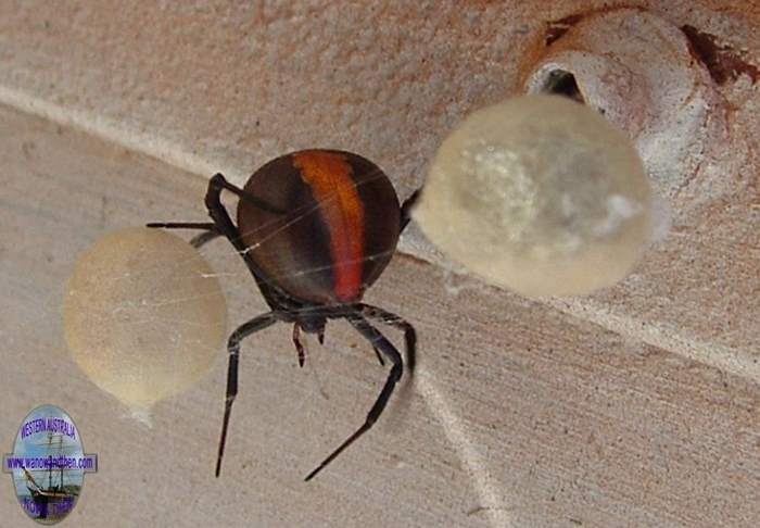 Redback Spider