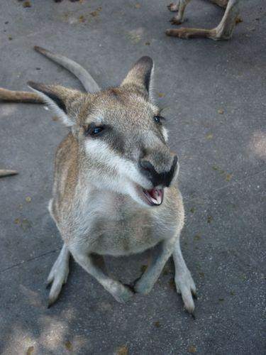 Caversham Wildlife Park