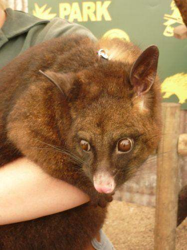 Caversham Wildlife Park