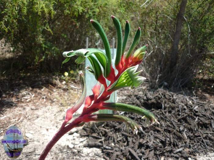 Kangaroo paw - floral emblem - State Emblems