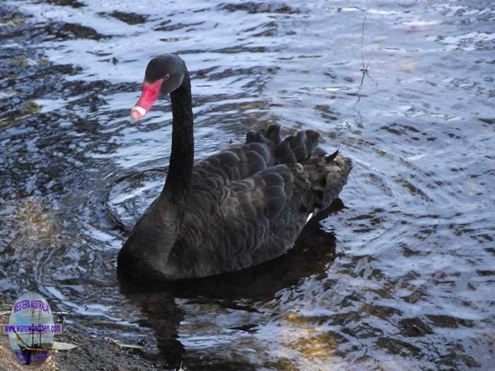 Black swan - bird emblem - State Emblems