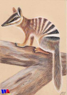 Numbat - animal emblem - State Emblems