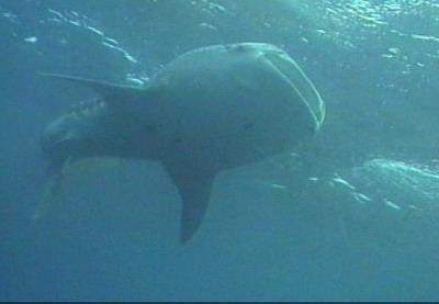 Whale shark - marine emblem - State Emblems