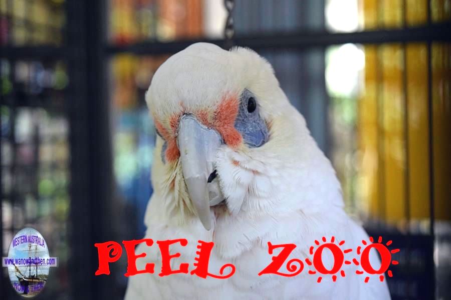 Peel Zoo