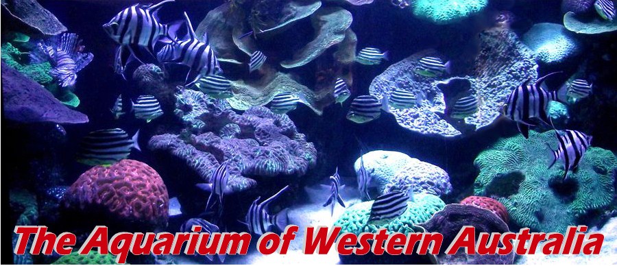 The Aquarium of Western Australia - AQWA