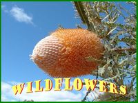 Western Australian Wildflowers