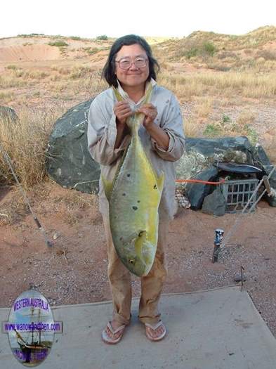 Gold spotted trevally