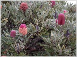 West Australian wildflowers Picture Gallery