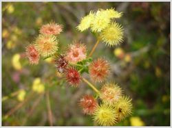 Wheatbelt Picture Gallery