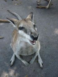 Animals of Western Australia Picture Gallery