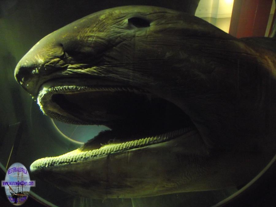 megamouth shark