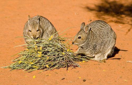 banded hare-wallaby