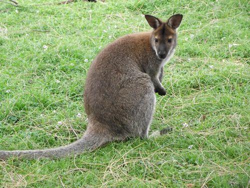 Bennetts Wallaby