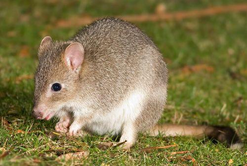 Tasmanian bettong