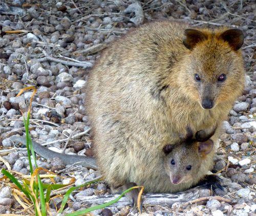 Quokka