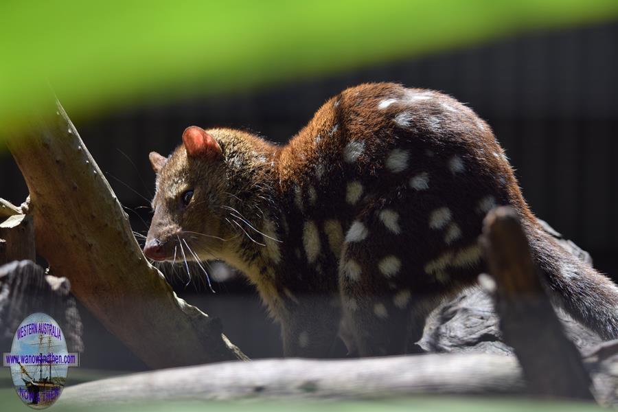 Quoll