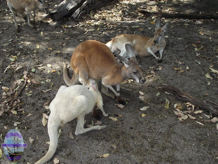 red kangaroo