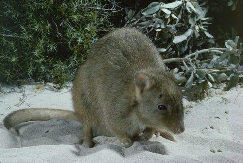 burrowing bettong