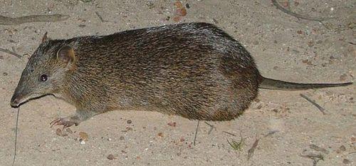 Southern brown bandicoot