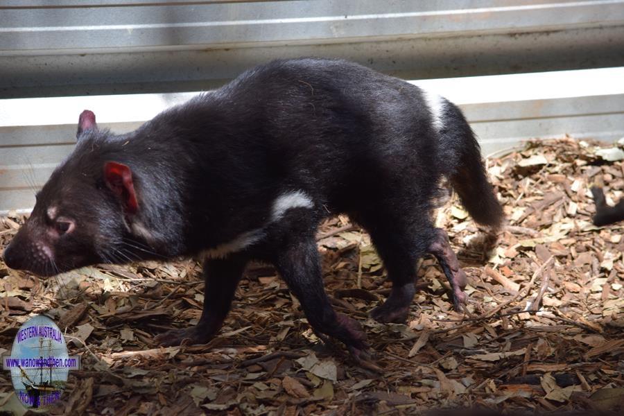 Tasmanian Devil