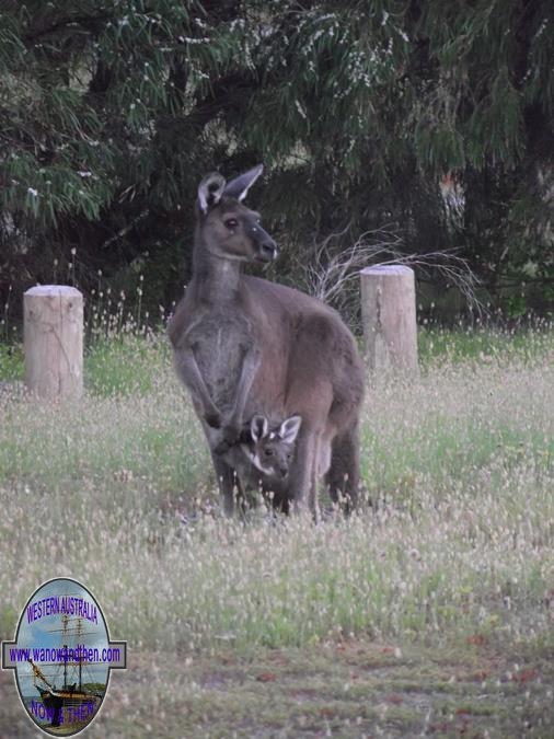 western grey kangaroo