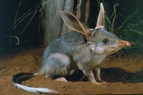 Bilby